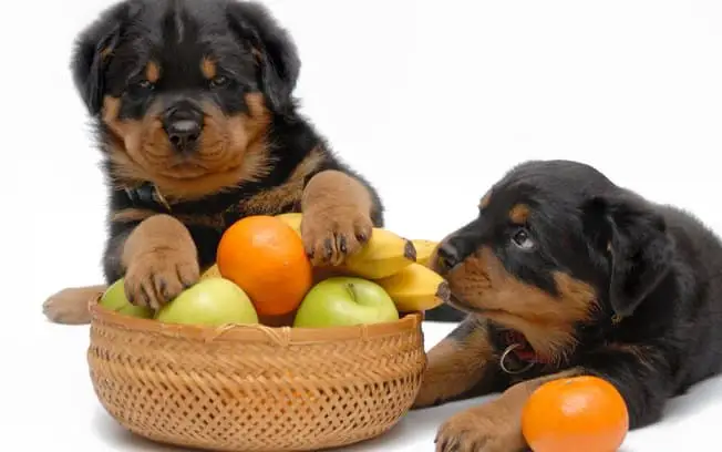 health and fitness of your Rottweiler