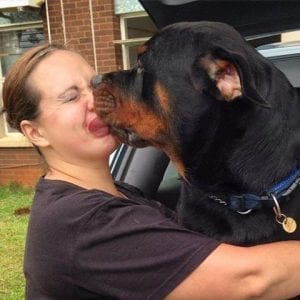 Therapy Rottweiler