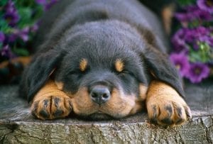 Therapy Rottweiler