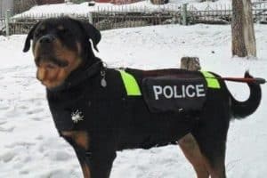 police dogs