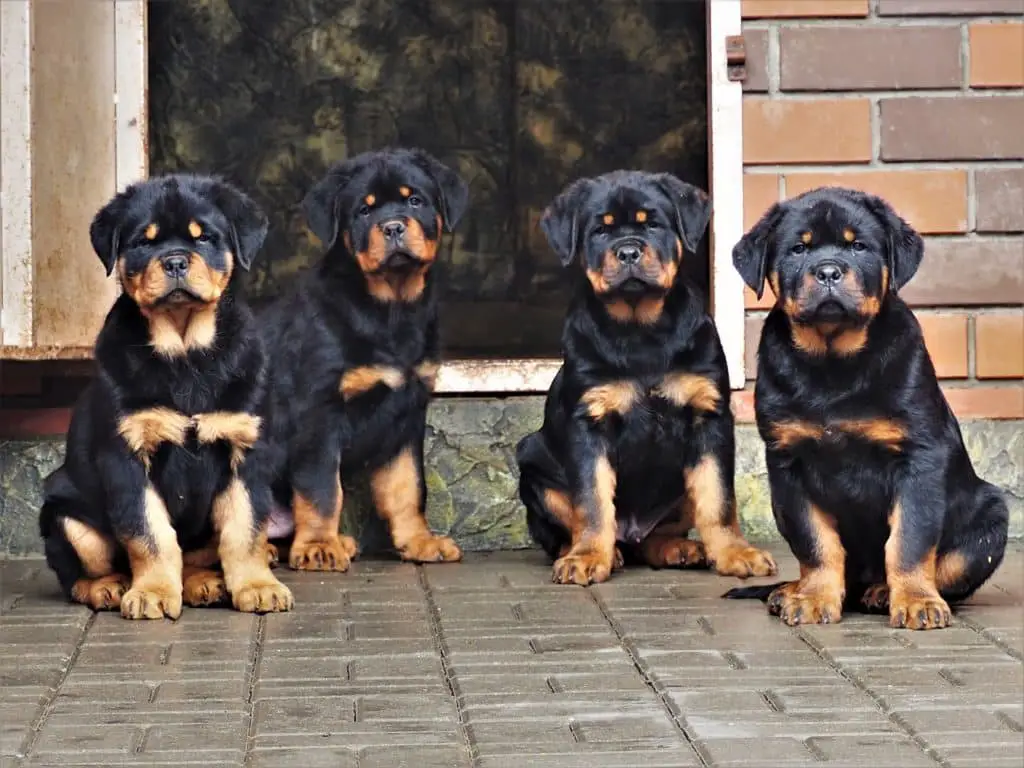 Rottweiler Puppy 