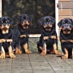 Rottweiler Puppy 