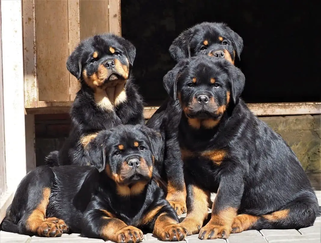 rottweiler pup