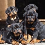 rottweiler pup