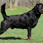 Rottweiler dog Tail