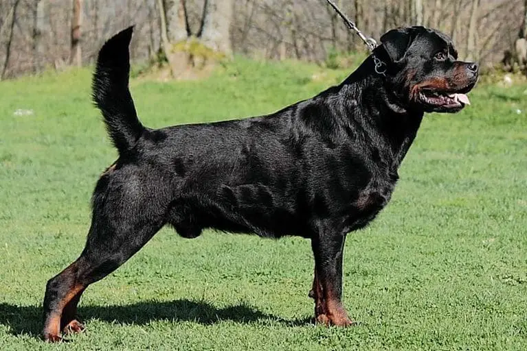 rottie with tail