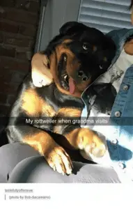 Therapy Rottweiler