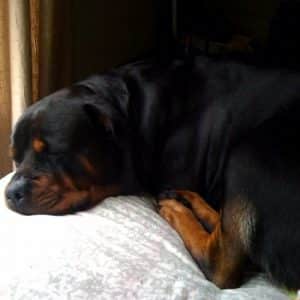 Therapy Rottweiler