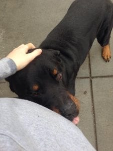 Therapy Rottweiler