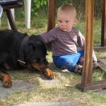 Rottweiler_with_baby_Siri_Tidemann-Andersen_kzvpln