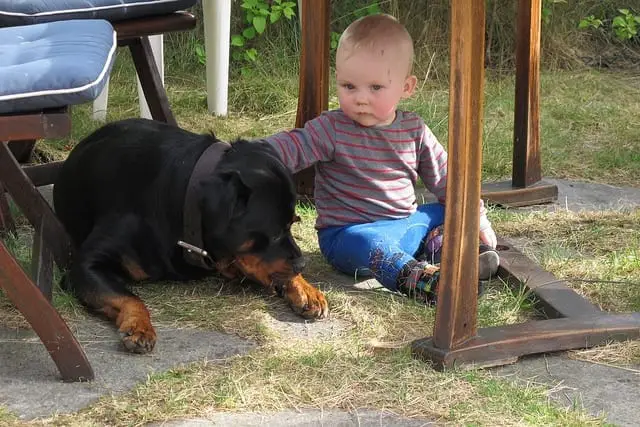 Children And Rottweilers