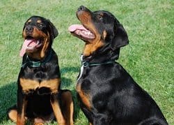 Therapy Rottweiler