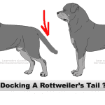 Rottweiler Tail