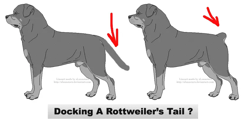 Rottweiler Schwanz