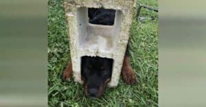 Curious Rottweiler Puppy Gets Head Stuck In Cinder Block, Firefighters Rush To Save Her. 1 Curious Rottweiler