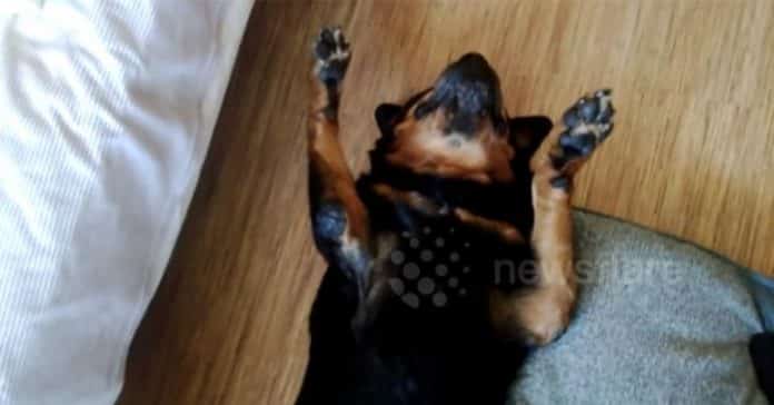 im-stubborn-rottweiler-1-768x402 hilarious trick to avoid meds