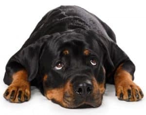 Therapy Rottweiler