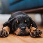 rottweiler-puppy-sleeping-in-living-room-royalty-free-image-1580981029