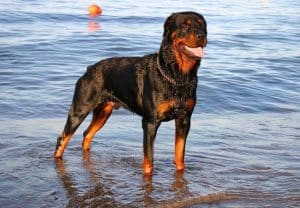 stereotypes of the Rottweiler