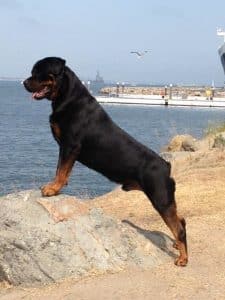 stereotypes of the Rottweiler