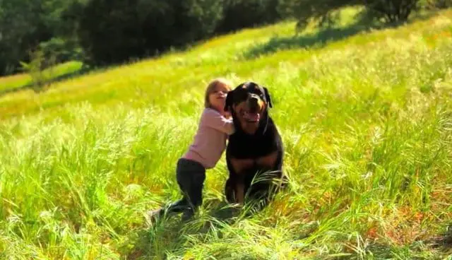 pregnant woman chose to get a rottweiler