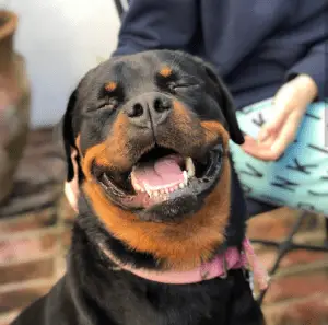 Rottweiler