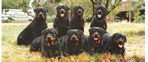 Rottweiler names