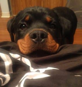 Therapy Rottweiler