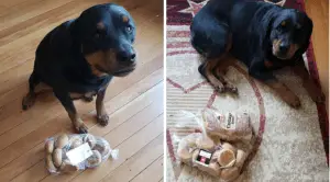 The Bread Guard! Meet Jakey Who Guards Bread Whenever Her Family Is Out! 1 bread guard