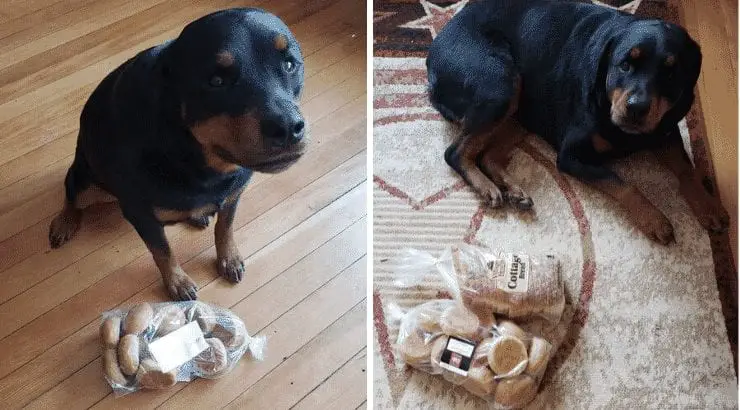 Jakey the bread guard