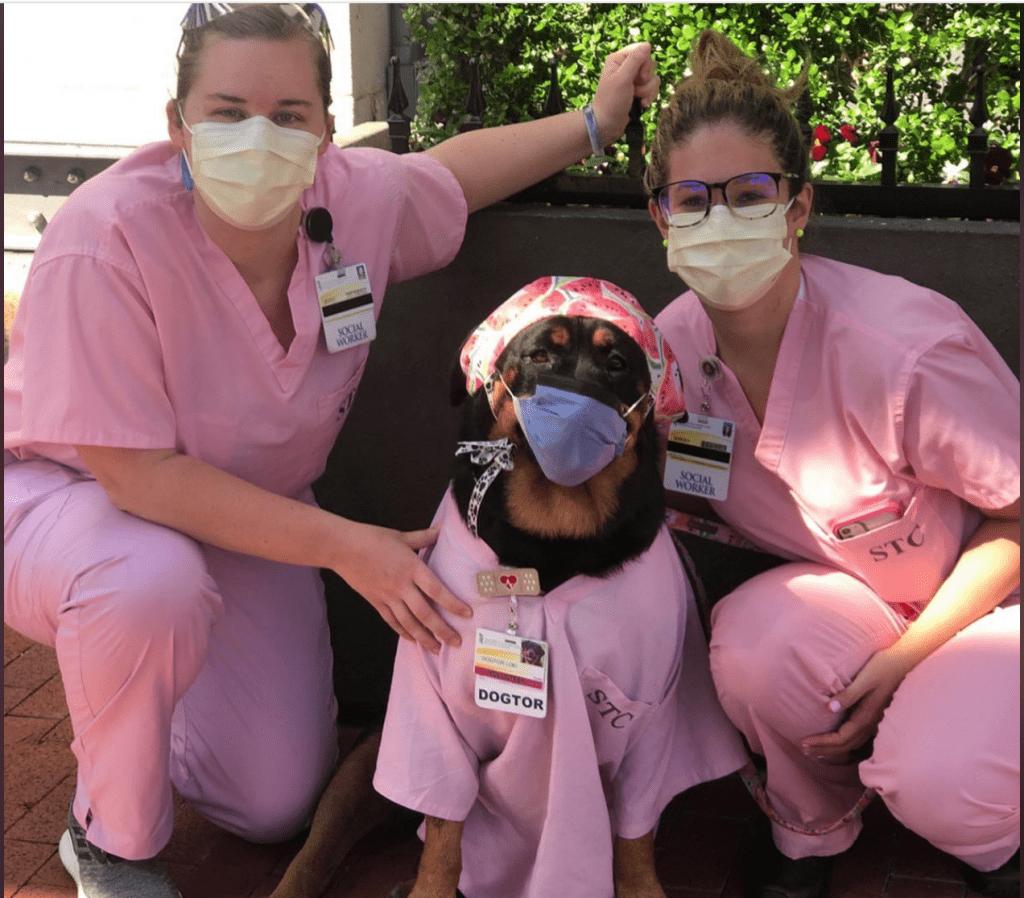 A Therapy Rottweiler Is Distributing Gifts Or Hero Healing Kits To Medical Staff 2 therapy Rottweiler