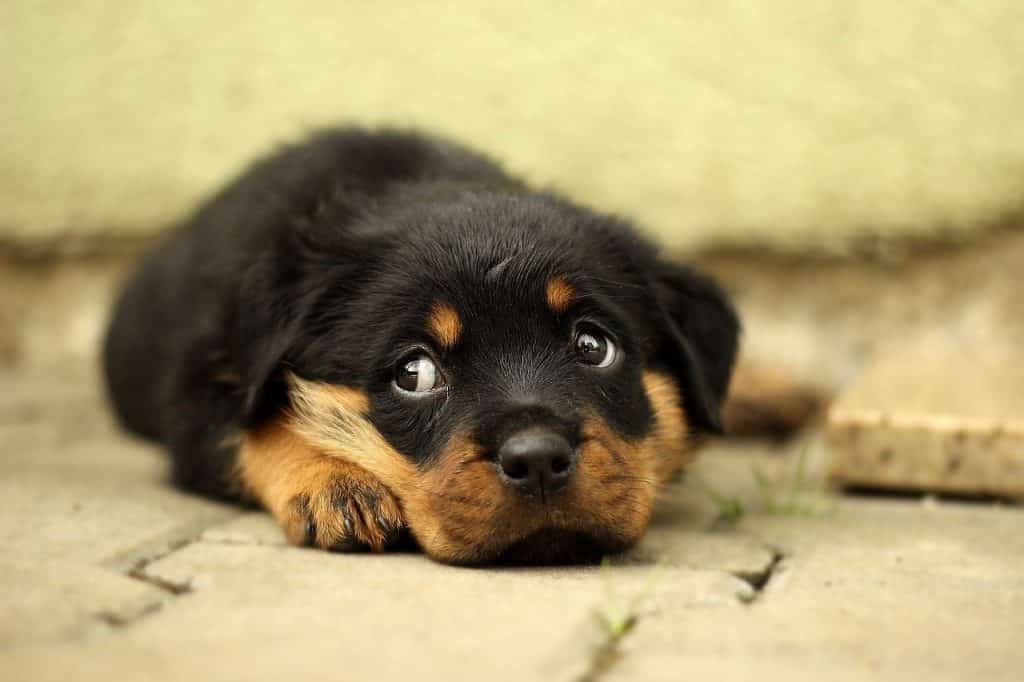 How to maintain the health and fitness of your Rottweiler – 11 easily executable ways 3 Rottweiler health problems