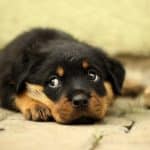 Rottweiler health problems