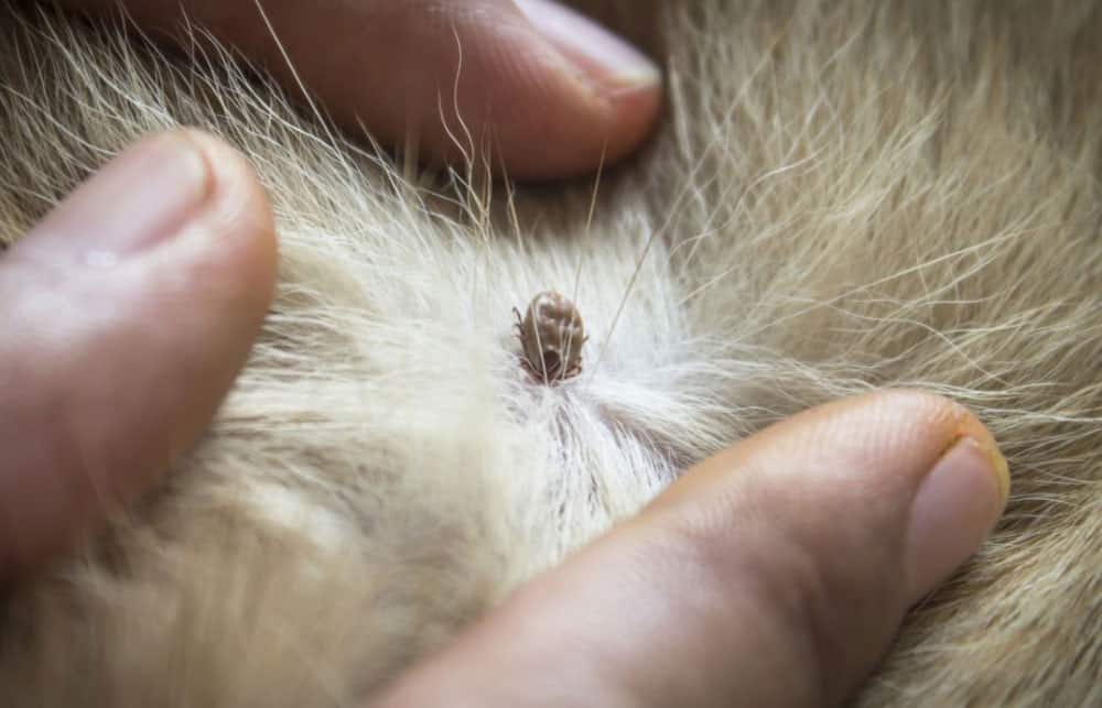 The Basics of Rottweiler Flea and Tick Control 2 dog Ticks