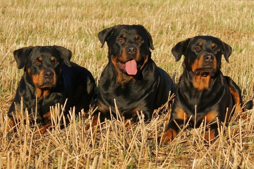 The Importance of Training Your Dog 2 Training Your Dog