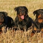 Training Your Dog