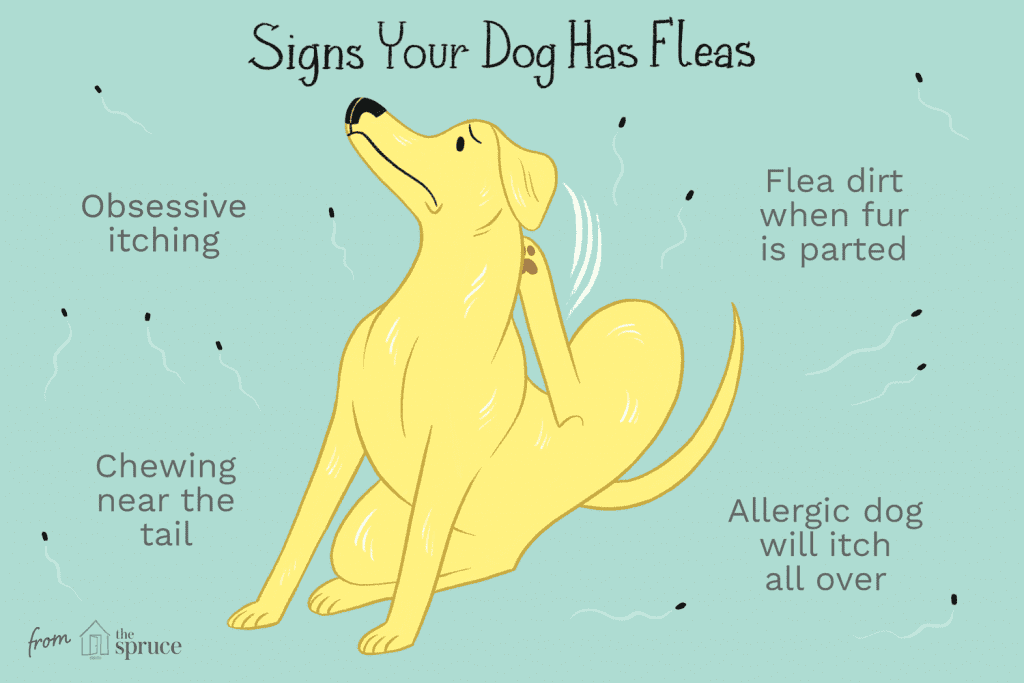The Advantages of Using Natural Flea Repellant for Dogs and Cats and Nurturing a Better Environment for Your Pets 2 Flea and Tick