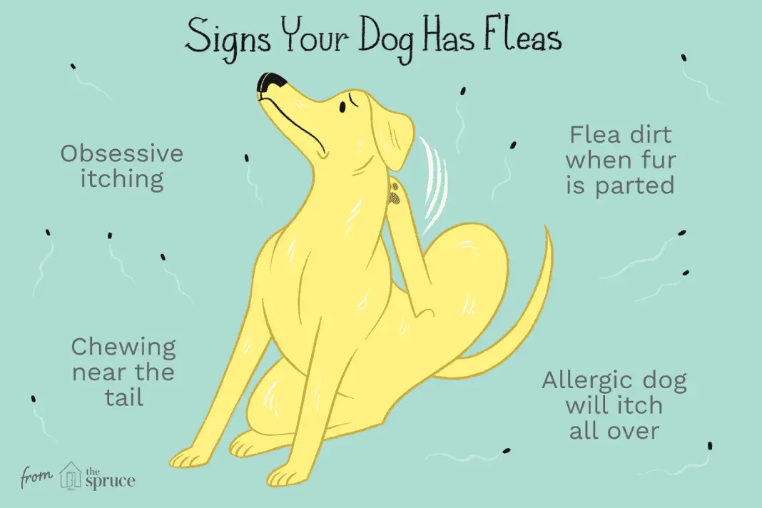 Flea and Tick