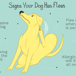 Flea and Tick