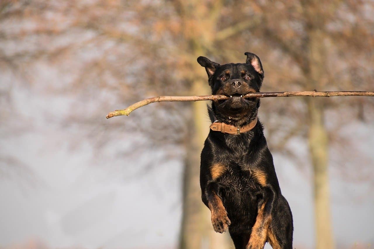 Rottweiler Temperament And Personality