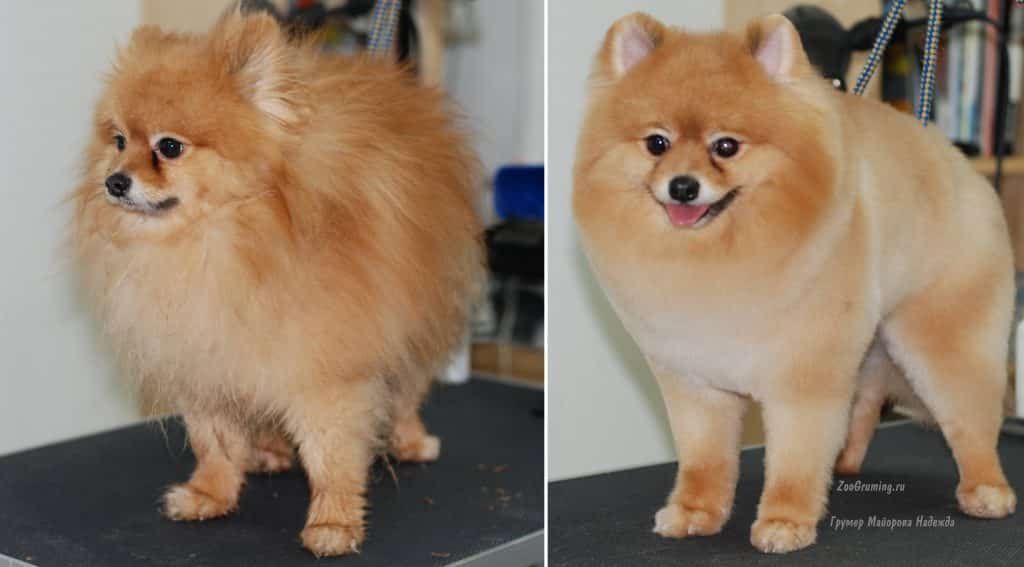 Everything You Need to Know About Pomeranian Puppies 2 Pomeranian Puppies
