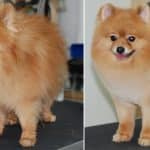Pomeranian grooming