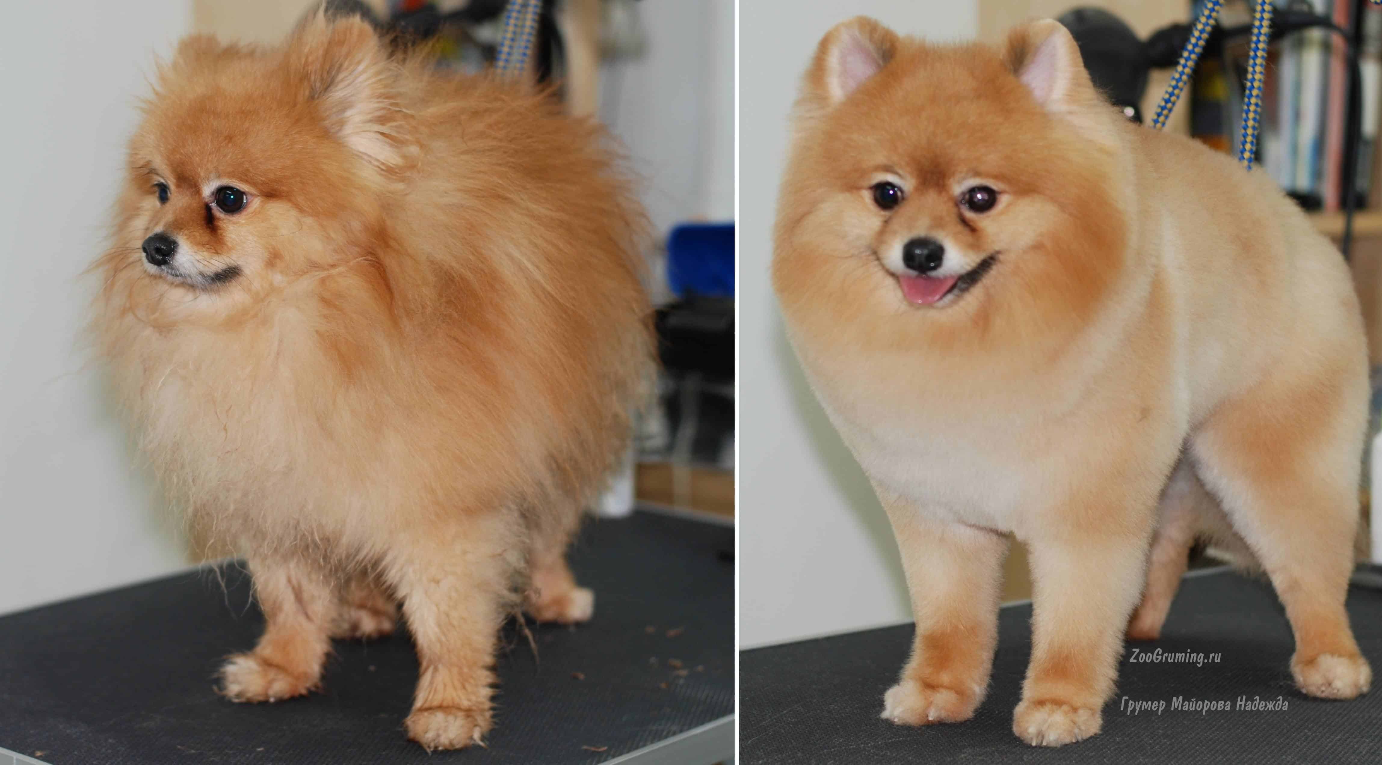 Pomeranian Grooming Rottweiler Life