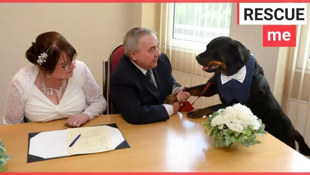A Rottweiler acts as best man at owners wedding
