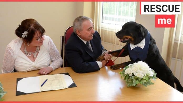 A Rottweiler acts as best man at owners wedding