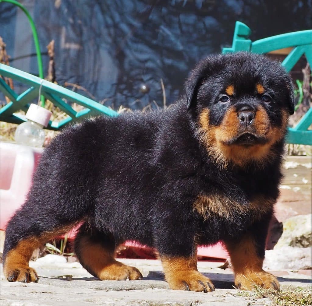 Quarantine Companions - Should You Adopt a Rottweiler Now? 1 Adopt a Rottweiler