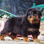 Adopt a Rottweiler