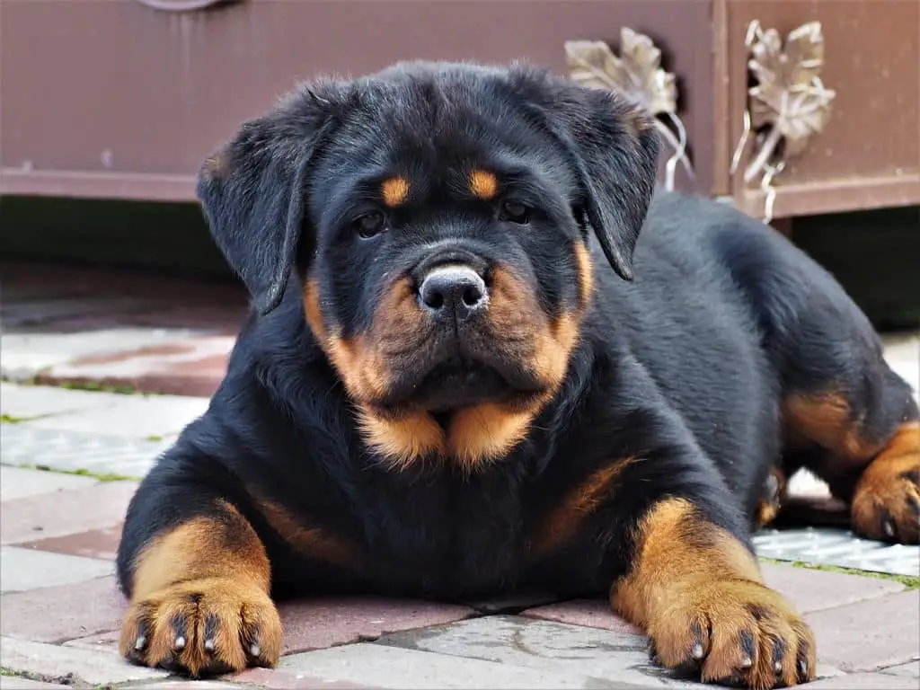 Adopt a Rottweiler