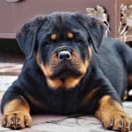 Adopt a Rottweiler