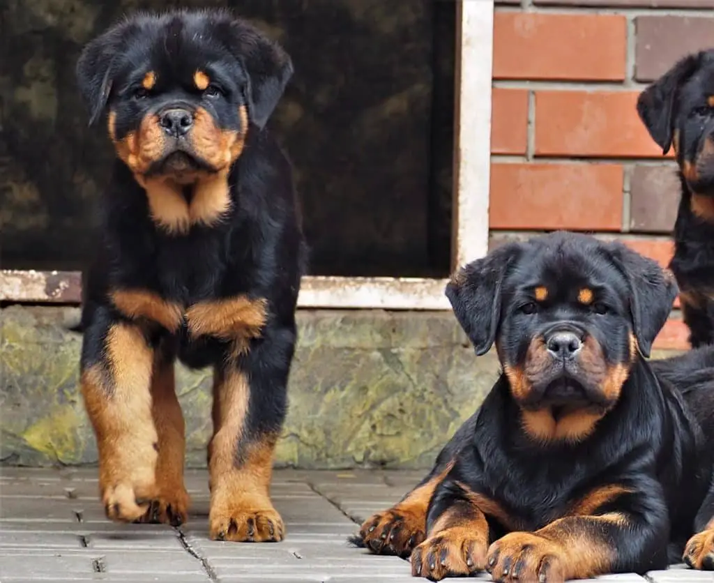 Rottweiler crossbreeds